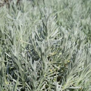 Helichrysum italicum ssp. serotinum ---